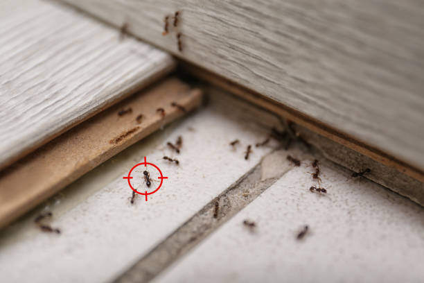 Best Pest Removal Services  in Forest Hill, TX