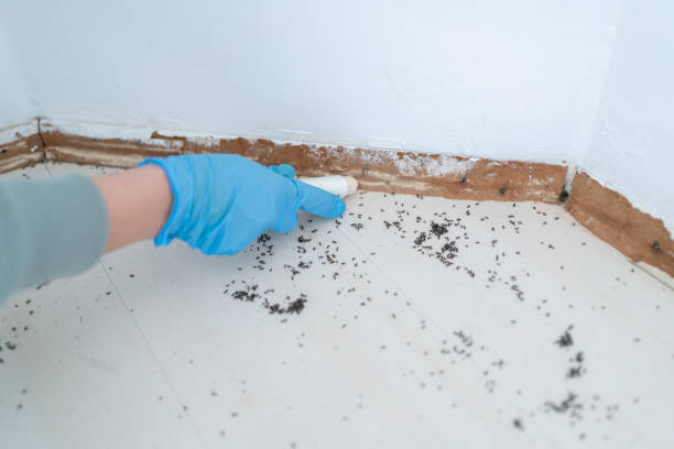 Best Emergency Pest Control  in Forest Hill, TX